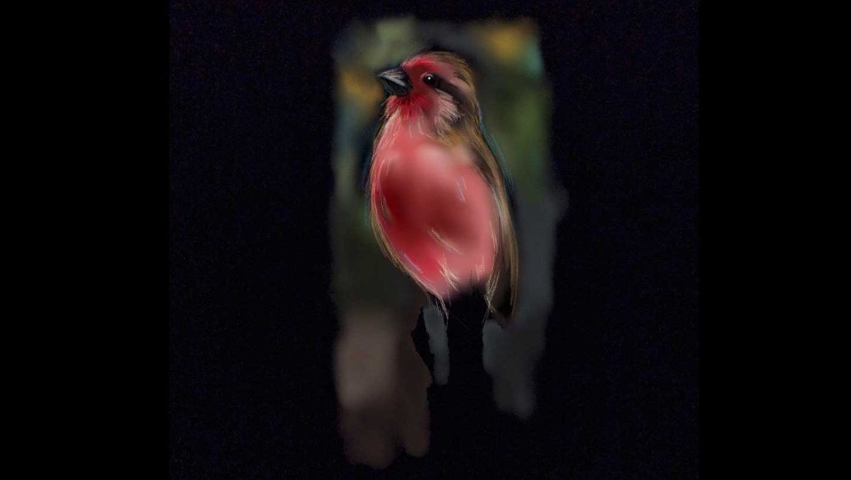 The Feathered Collection Vol.&nbsp;2