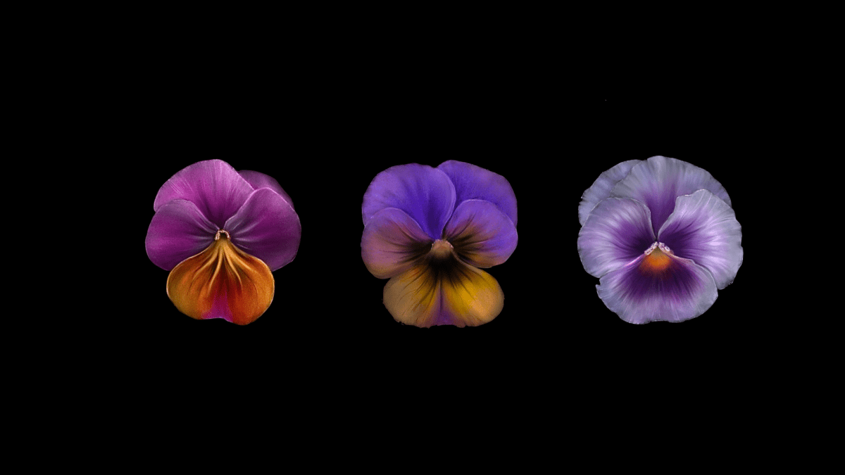 Pansies
