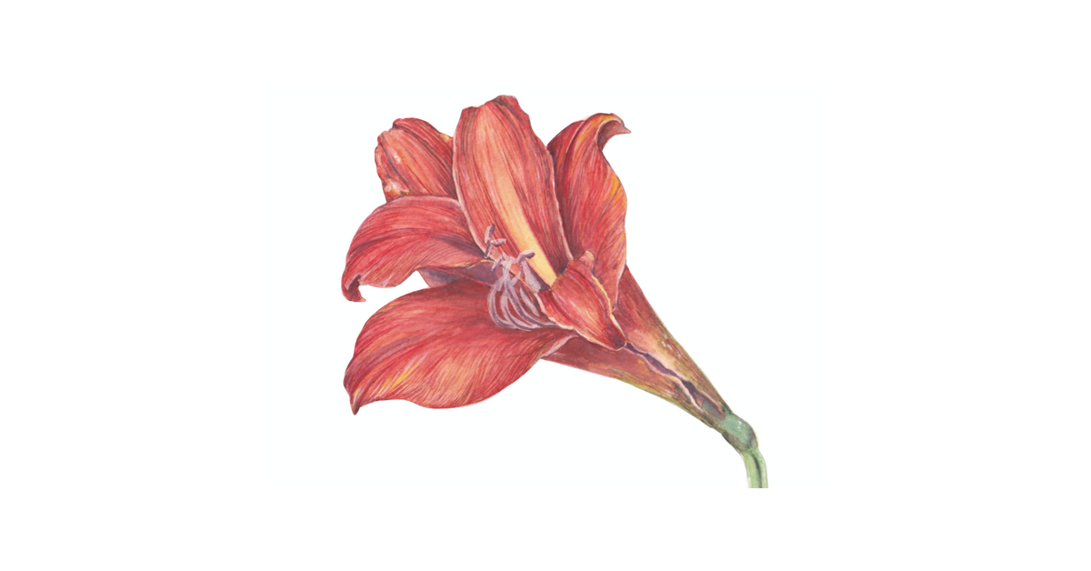 From the garden